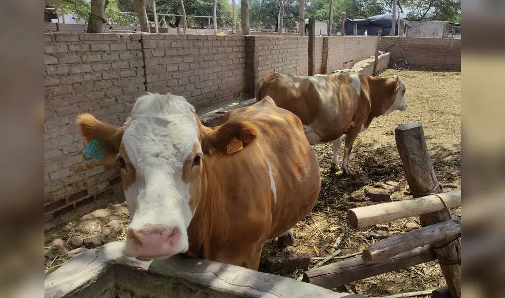 Ganadería ya no es rentable por alto precio de los insumos. Foto: Emmanuel Moreno/URPI-LR