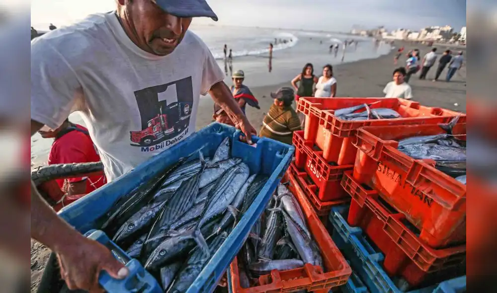 Pescadores deberán efectuar la descarga del recurso capturado solo en los puntos de desembarque autorizados. Foto: Andina