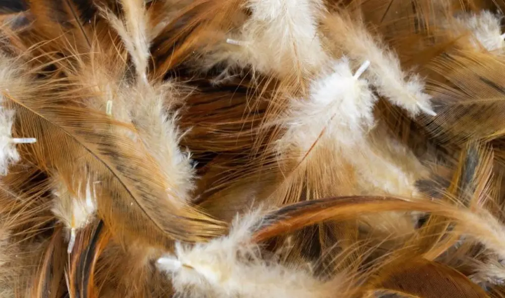 Las plumas de pollo son residuos perjudiciales para el ambiente y la salud. Foto: ETH Zurich