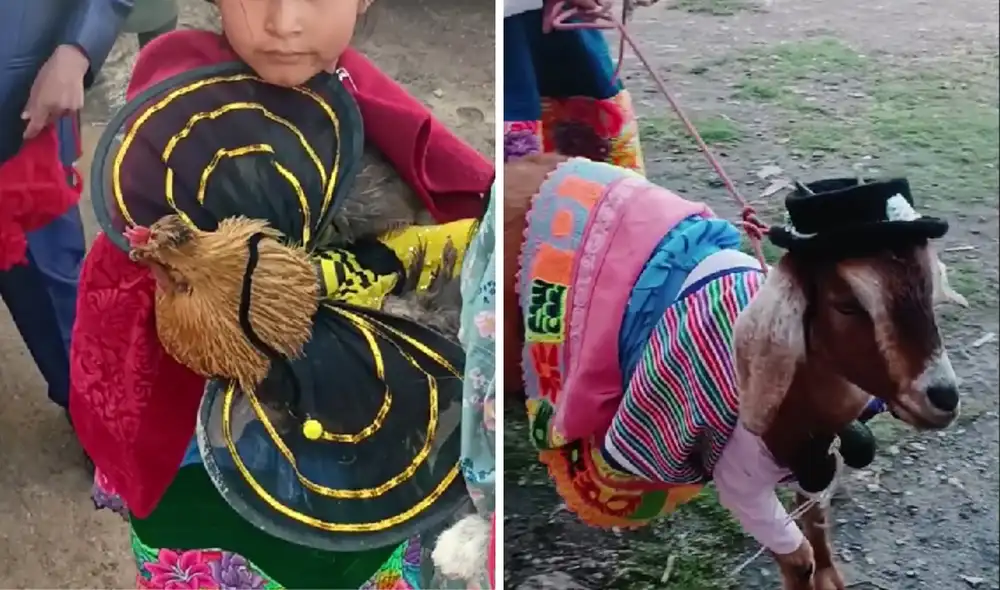 Cibernautas quedaron enamorados de la gallina vestida de abeja. Foto y video: @ElBúho/TikTok