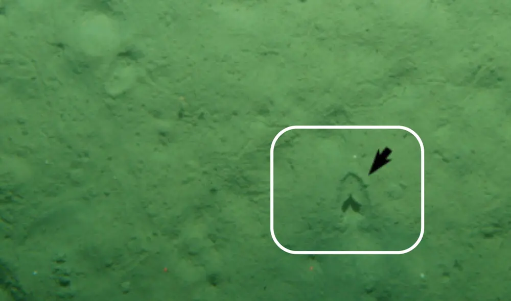 Este tipo de huellas también se conocen como "lebensspuren", que son marcas inexplicables en el fondo marino. Foto: composición LR / NIWA