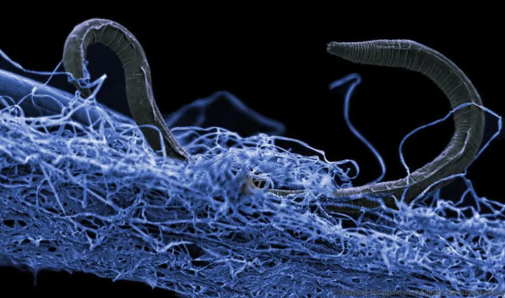 El ecosistema de bacterias se halló a 2,4 km de profundidad de la mina Kidd en Ontario, Canadá. Foto: referencial / Extreme Life Isyensya / Gaetan Borgonie