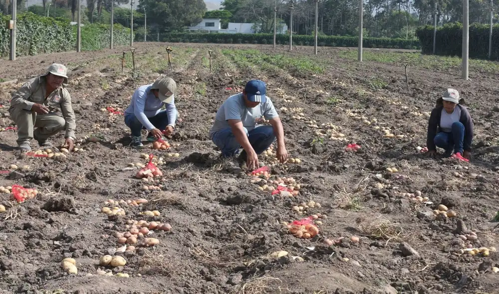 Los pequeños productores formales pueden acceder a fondos concursables. Foto: La República Los pequeños productores formales pueden acceder a fondos concursables. Foto: La República