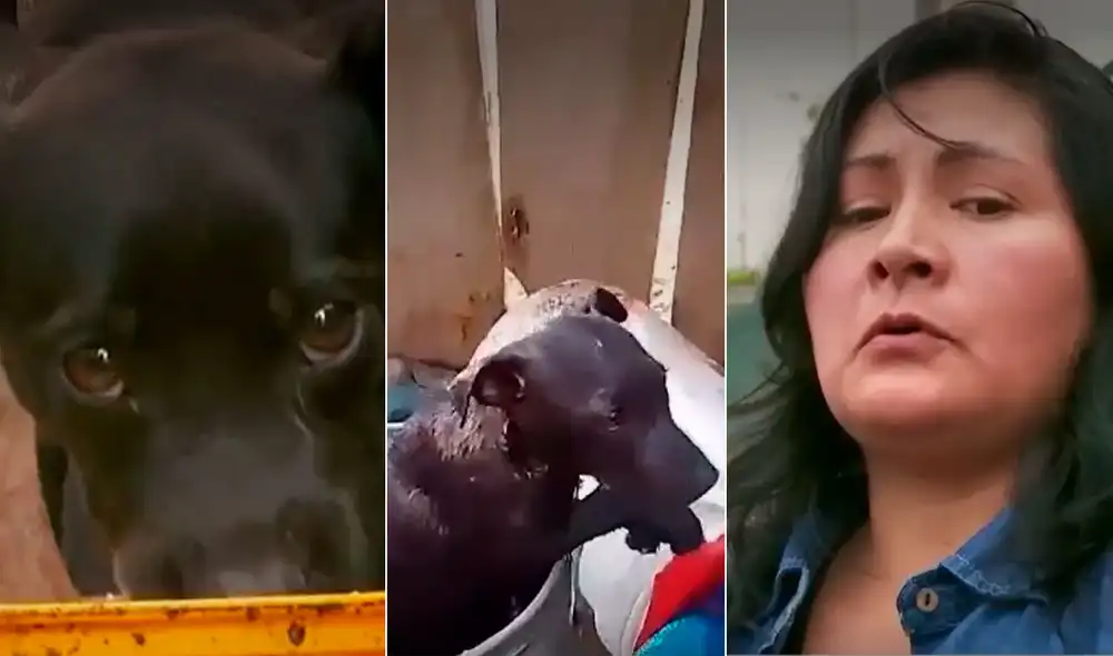 Vecinos piden piedad para los animales. +Foto: composición La República/capturas Latina Vecinos piden piedad para los animales. +Foto: composición La República/capturas Latina