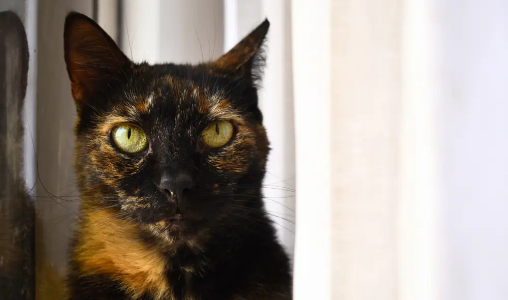 Dedícale a tu gato una de estas frases hechas por pensadores. Foto: Lucía Castro/LR