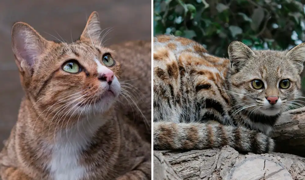 En esta fecha se promueve la adopción de gatos callejeros que han sido abandonados. Foto: ComposiciónLR/ Bekia Mascotas/ Parque de las Leyendas
