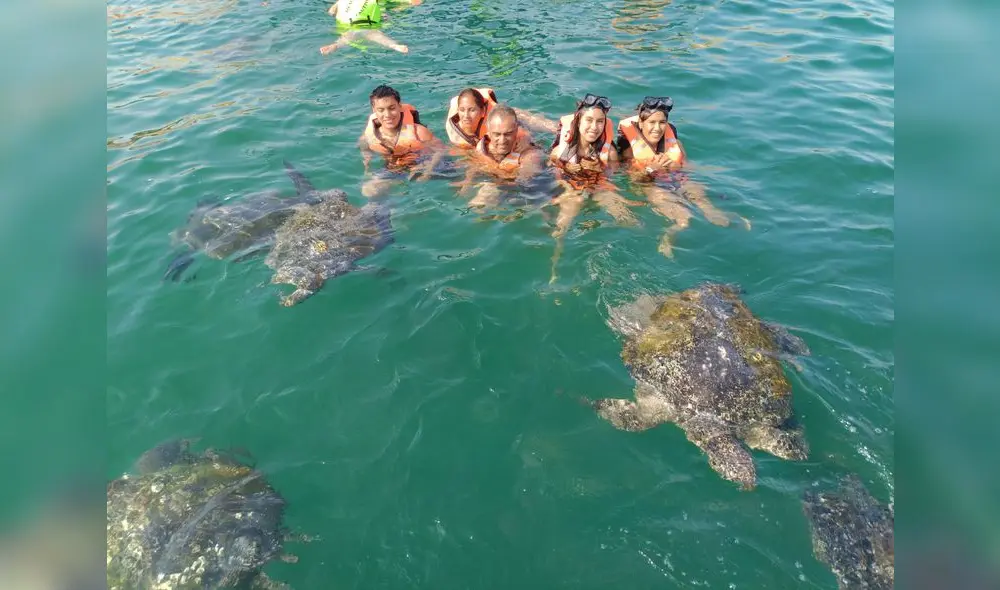 Las tortugas marinas son la atracción en Punta Sal. Foto: Municipalidad de Canoas de Punta Sal Las tortugas marinas son la atracción en Punta Sal. Foto: Municipalidad de Canoas de Punta Sal