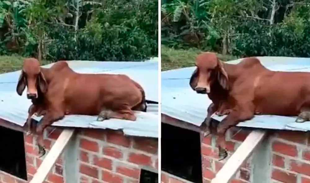 Los usuarios en redes sociales no comprendían cómo llegó la vaca hasta el techo. Foto: composición LR/TikTok/@dianaoriente