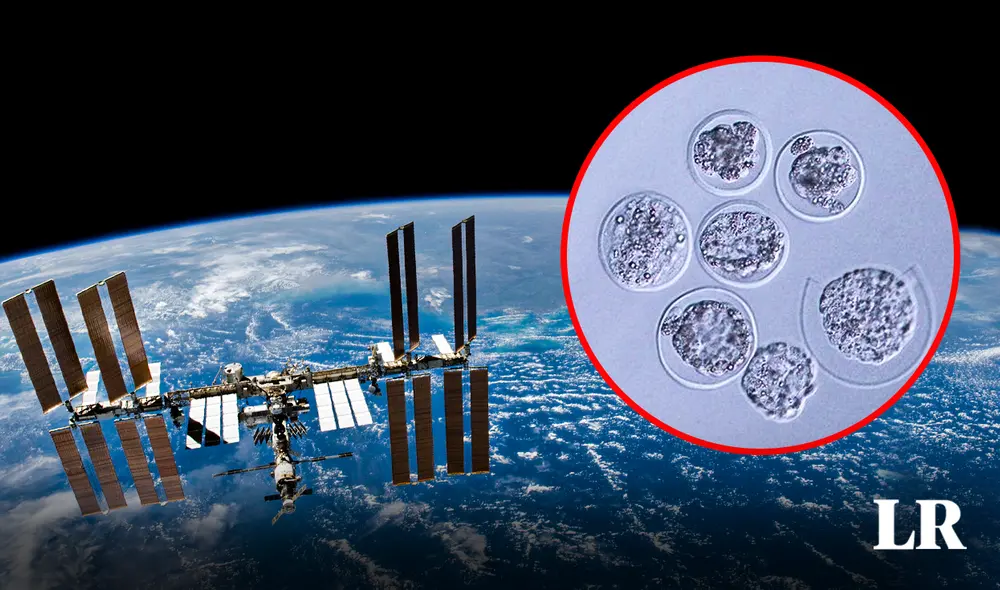 La Estación Espacial Internacional orbita la Tierra a 400 km de distancia. Foto: composición LR/NASA/iScience La Estación Espacial Internacional orbita la Tierra a 400 km de distancia. Foto: composición LR/NASA/iScience
