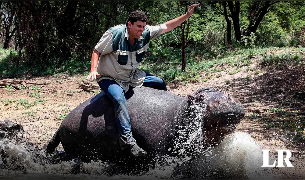 Marius, de 35 años, tuvo durante largos años al hipopótamo hasta que algo salió mal. Foto: composición LR/Daily Mail