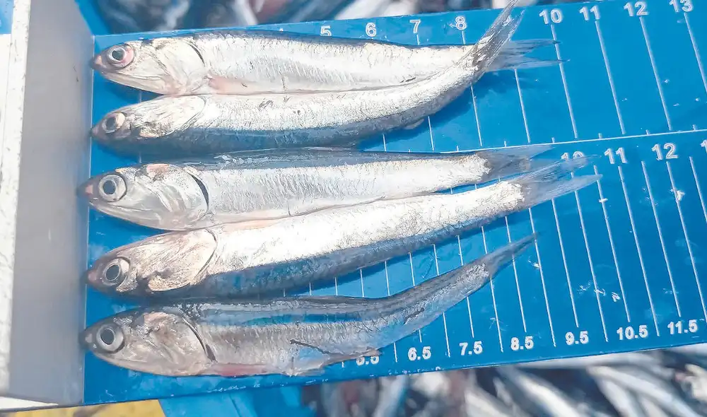 Vedas. Desde que se inició la segunda temporada de pesca se han implementado numerosos cierres por presencia de juveniles. Foto: difusión