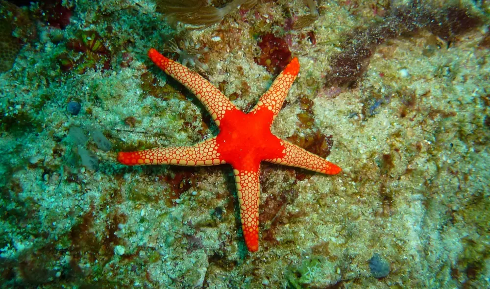 Los 5 brazos de las estrellas de mar desafían la simetría de muchos otros animales, sean vertebrados o invertebrados. Foto: Pexels Los 5 brazos de las estrellas de mar desafían la simetría de muchos otros animales, sean vertebrados o invertebrados. Foto: Pexels