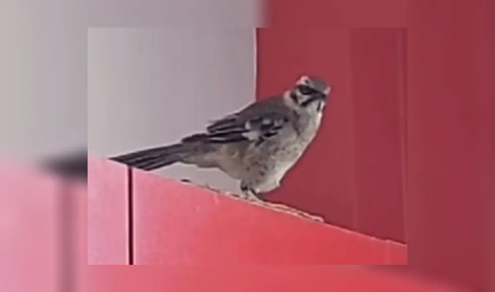 Ave canta en casa de quien lo rescató de las lluvias. Foto y video: Jorge Velez Ave canta en casa de quien lo rescató de las lluvias. Foto y video: Jorge Velez