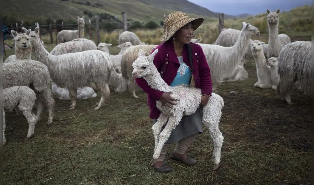 Falta de alimentos para camélidos se podría agravar si lluvias no se dan desde este mes de noviembre. Foto: La República