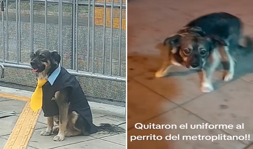 El personal de la ATU asegura que Bello está bien cuidado. Foto: composición LR/TikTok/@guerreroespartano82