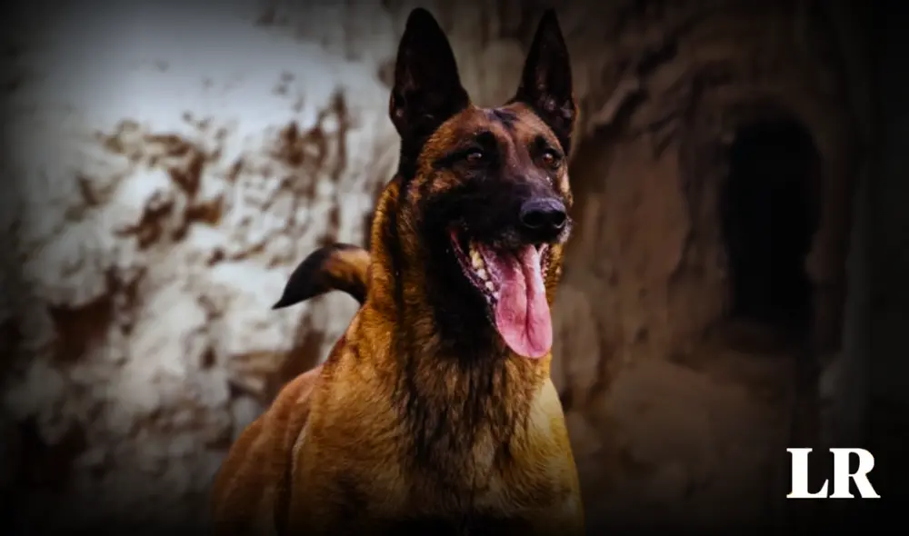 El ataque realizado por el can ha sido celebrado por el ejército israelí. Foto: composición LR/referencial El ataque realizado por el can ha sido celebrado por el ejército israelí. Foto: composición LR/referencial