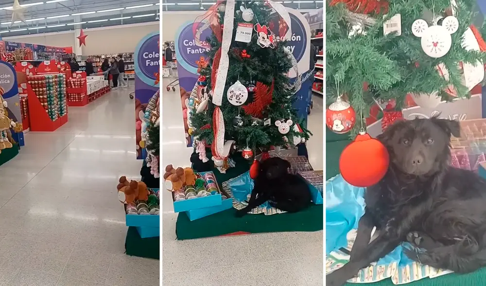 El perrito aprovechó la pequeña alfombra para acostarse tranquilamente debajo del árbol. Foto: composición LR/TikTok/@_delastrincheras El perrito aprovechó la pequeña alfombra para acostarse tranquilamente debajo del árbol. Foto: composición LR/TikTok/@_delastrincheras
