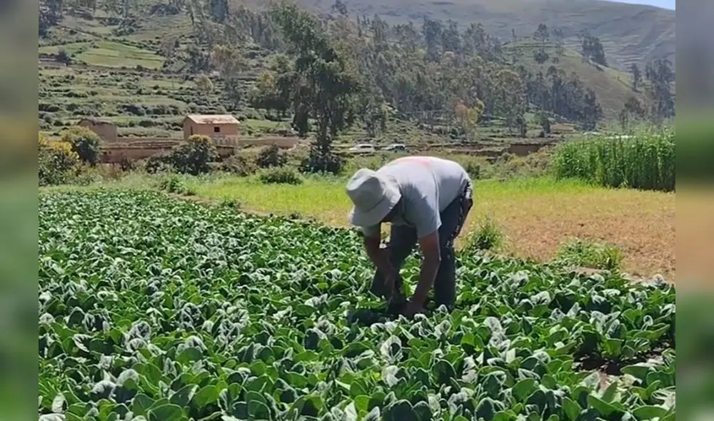 Se reportó la depreciación del costo del arroz, el trigo y el azúcar. Foto: Andina