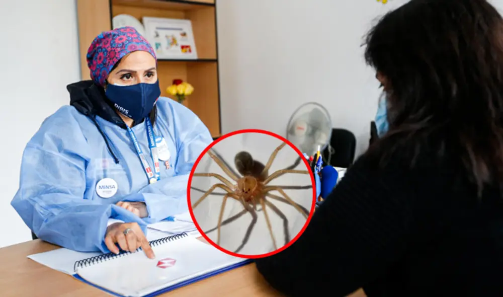 El menor de 9 años fue mordido por una araña Loxosceles. Foto: Composición LR El menor de 9 años fue mordido por una araña Loxosceles. Foto: Composición LR