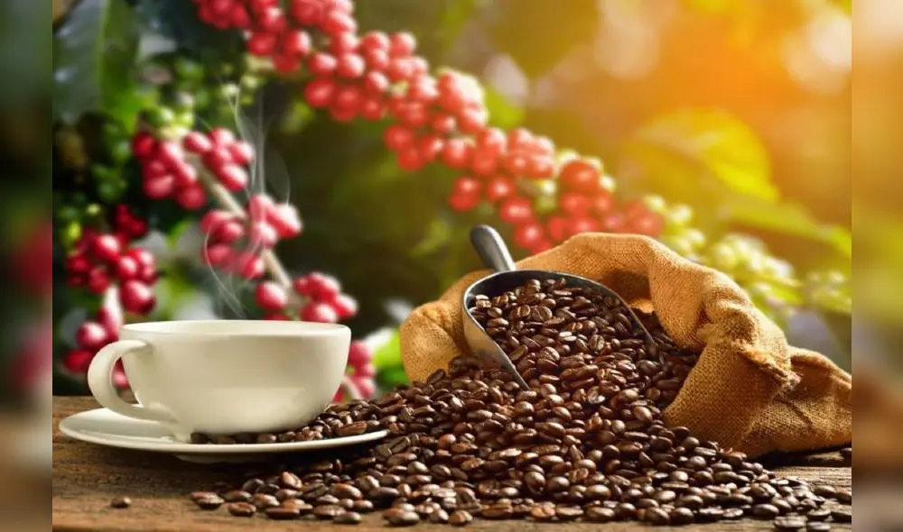 En el Perú, un aproximado de 223.000 familias se dedican al cultivo de café. Foto: Andina