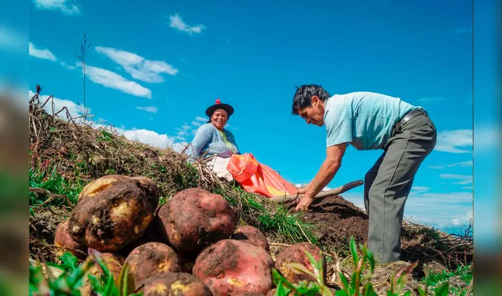 Bono de capitalización agraria podría ser financiado con recursos restantes del FAE agro. Foto: Andina