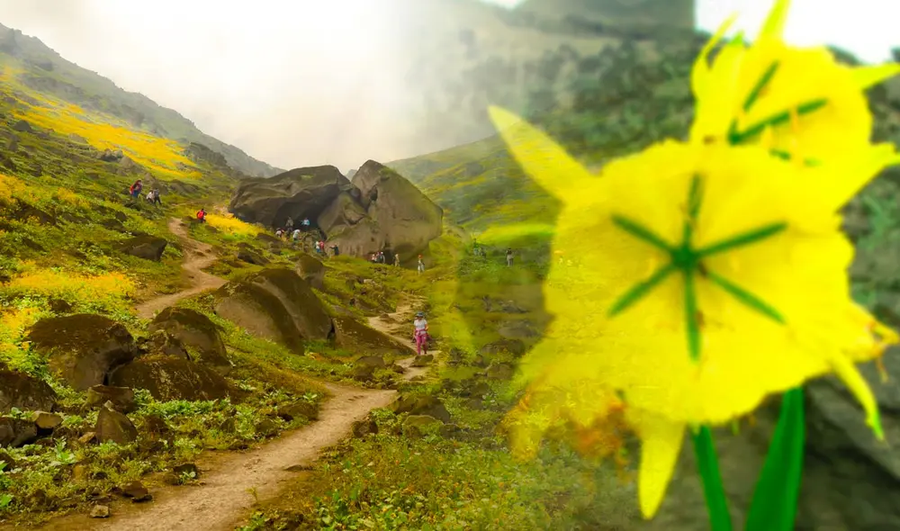 La flor solo crece en las lomas de la costa central del Perú. Foto: composición LR.