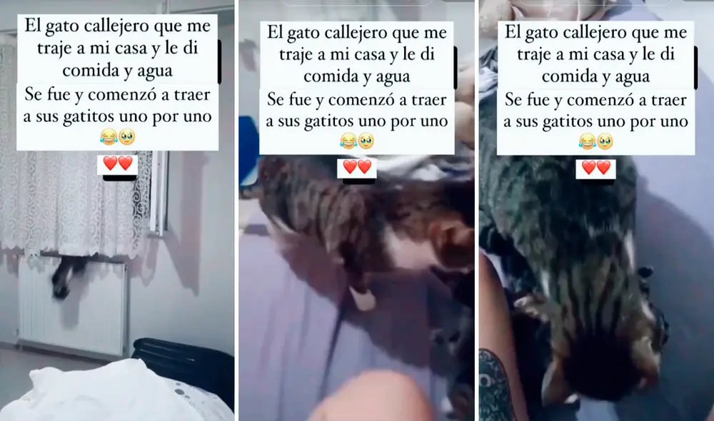 Usuarios se sintieron conmovidos por el minino. Foto: composición LR/TikTok/@mescojonoprime Usuarios se sintieron conmovidos por el minino. Foto: composición LR/TikTok/@mescojonoprime