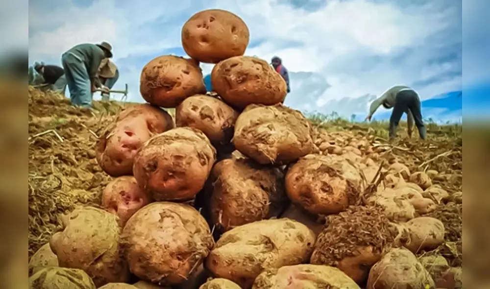Existen más de 3.000 variedades de papa en el Perú. La producción se concentra en un 90% en sierra, destacando el grupo de papas nativas. Foto: difusión Existen más de 3.000 variedades de papa en el Perú. La producción se concentra en un 90% en sierra, destacando el grupo de papas nativas. Foto: difusión