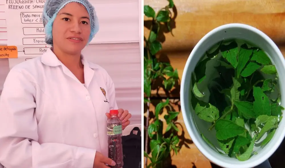 La muña tiene propiedades antisépticas, analgésicas y antiespasmódicas. Foto: composición LR/ Andina