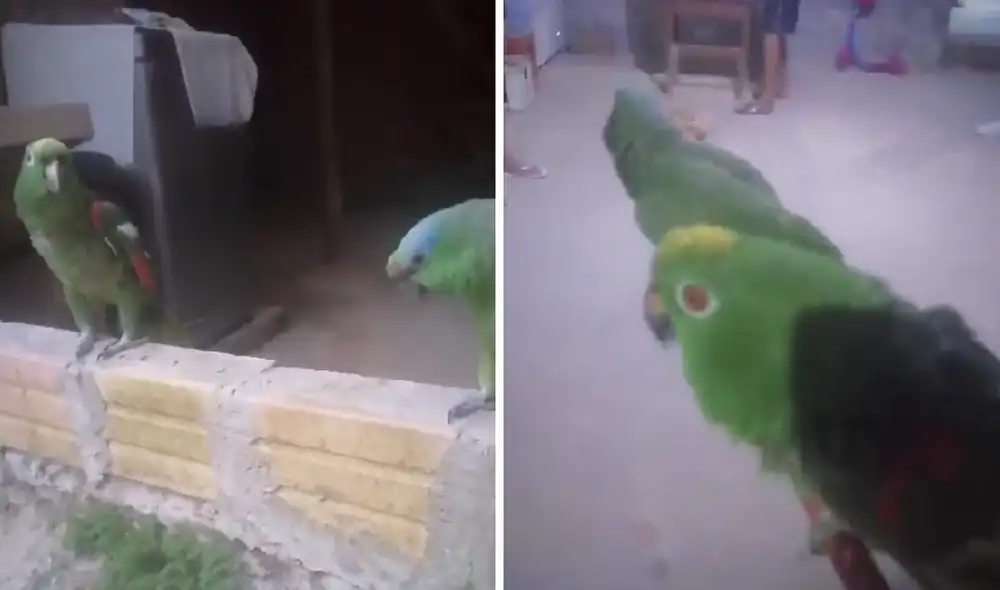 La dueña de los loros prometió que subiría más videos de las aves. Foto y video: @serapion2602/TikTok La dueña de los loros prometió que subiría más videos de las aves. Foto y video: @serapion2602/TikTok
