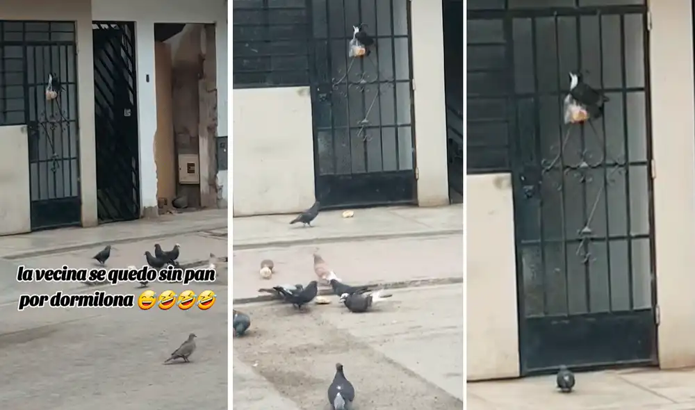 Las imágenes sacaron más de una sonrisa en TikTok. Foto: composición LR/TikTok/@darcymaiale Las imágenes sacaron más de una sonrisa en TikTok. Foto: composición LR/TikTok/@darcymaiale