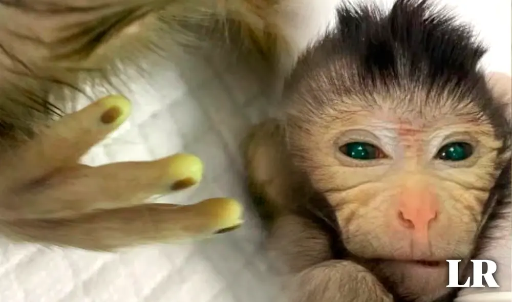 El mono quimera vivió 10 días. Foto: composición LR/Cell