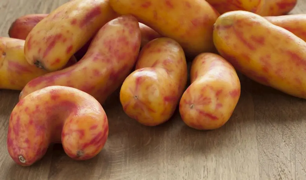 El olluco es consumido en el Perú desde hace 5.000 años. Foto: Taste Atlas