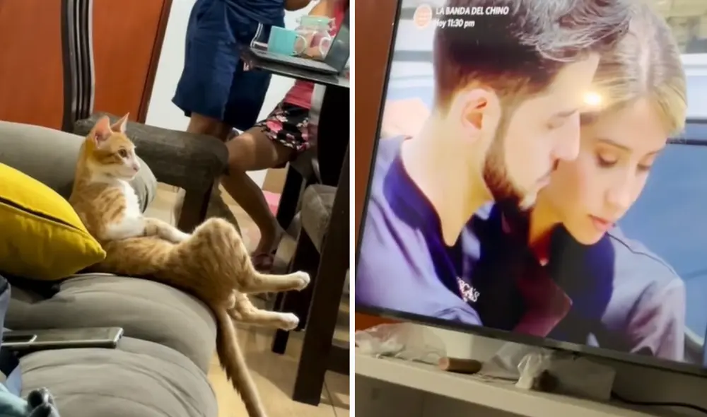 El minino se robó la mirada de miles de cibernautas. Foto: composición LR/TikTok/@bryanloayza54 El minino se robó la mirada de miles de cibernautas. Foto: composición LR/TikTok/@bryanloayza54