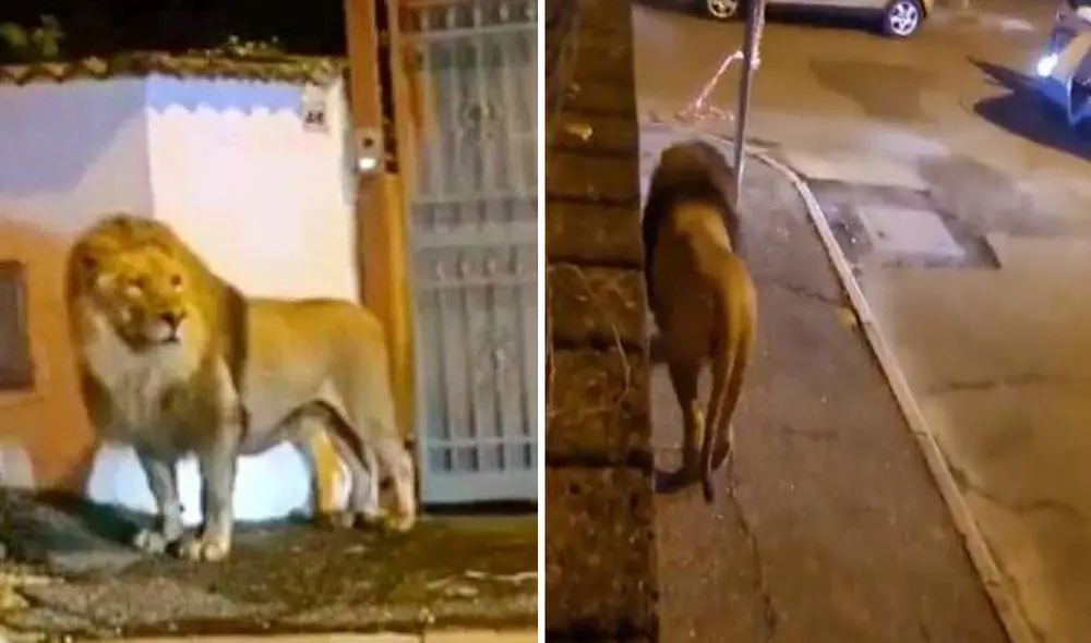 Ciudadanos de Ladispoli, en Italia, captaron en imágenes al león deambulando por su calles. Foto:composición LR/captura La Vanguardia Ciudadanos de Ladispoli, en Italia, captaron en imágenes al león deambulando por su calles. Foto:composición LR/captura La Vanguardia
