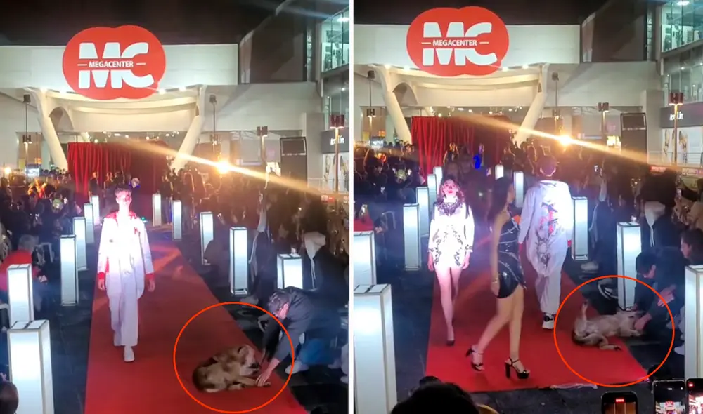 Las imágenes sacaron más de una sonrisa en redes sociales. Foto: composición LR/TikTok/@chiomrls