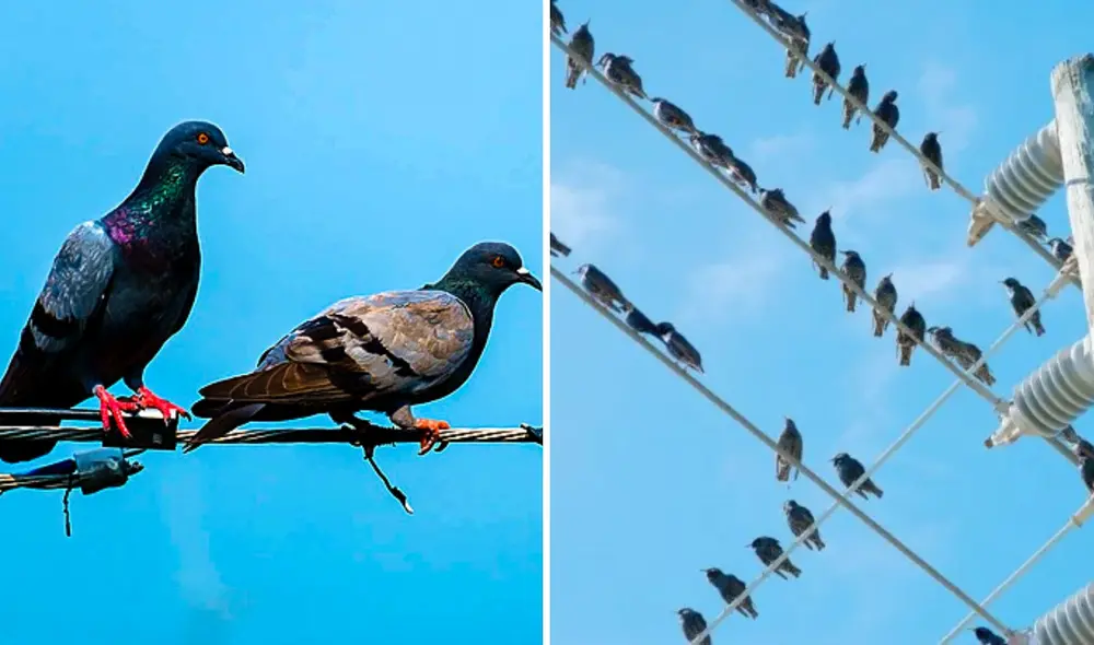 La física da una respuesta al por qué las palomas se pueden posar sobre clables de luz sin electrocutarse. Foto: composición LR/Feepik