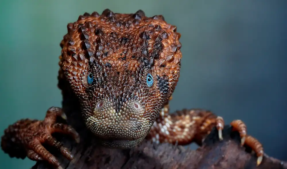 Los varanos sin orejas pueden llegar a medir 50 centímetros. Foto: Adobe Stock