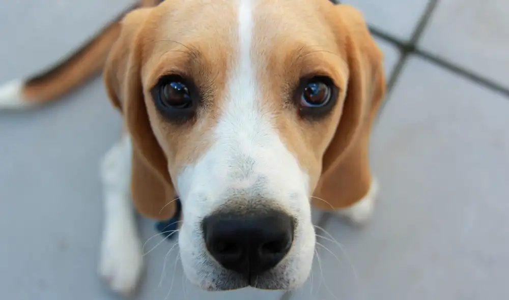 Se experimentaron con perros de raza beagle. Foto: Pixabay Se experimentaron con perros de raza beagle. Foto: Pixabay