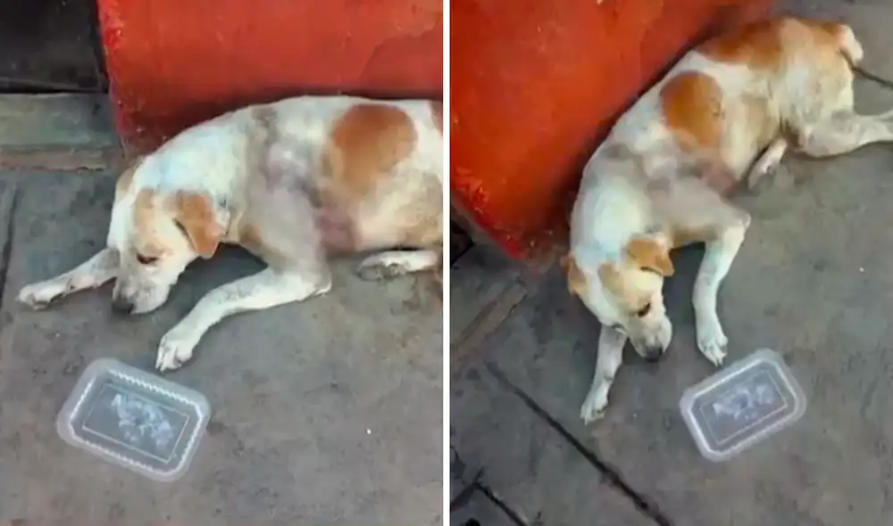 Max necesita atención veterinaria especializada. Foto: Composición LR