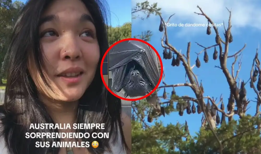 El video ya cuenta con más de un millón de reproducciones. Foto: composición LR/TikTok/@escapadosblog El video ya cuenta con más de un millón de reproducciones. Foto: composición LR/TikTok/@escapadosblog