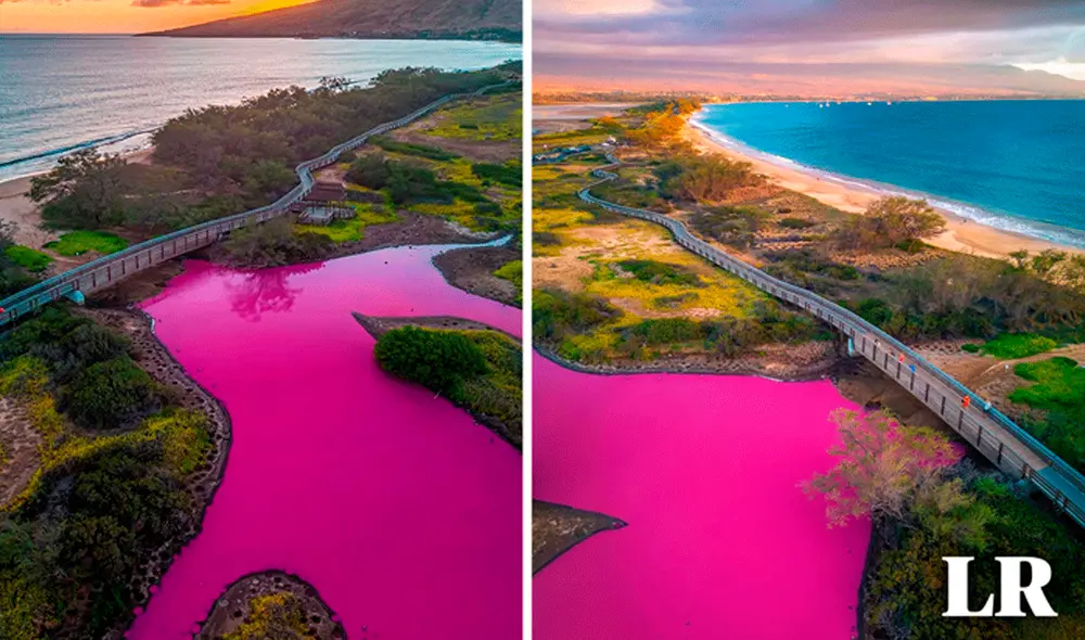 El raro fenómeno ha causado la visita de más personas al Refugio Nacional de Vida Silvestre Kealia Pond en Maui. Foto: composición LR/referencial