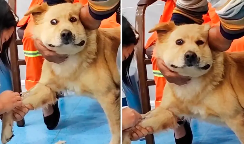 Las imágenes generaron gran cantidad de comentarios. Foto: composición LR/TikTok/@petsdog1903