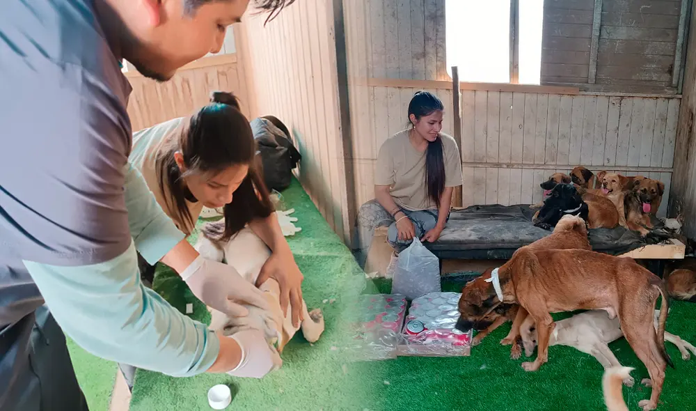 La veterinaria busca donaciones para alimentar a los perros rescatados. Foto: composición LR/Facebook.