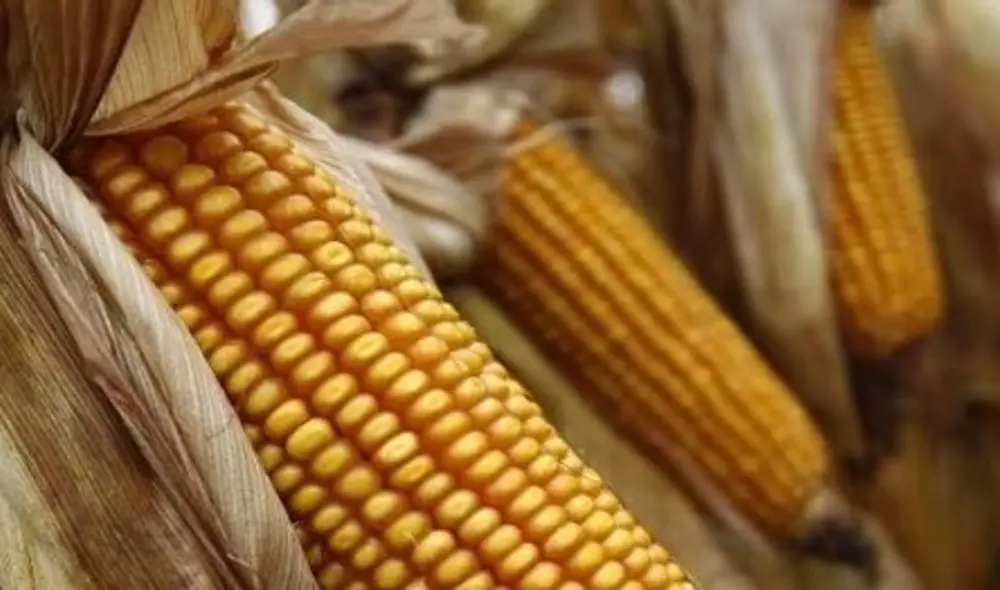Maíz amarillo. La Franja de Precios de alimentos en el Perú también se vio modificada durante la denominada Segunda Reforma Agraria, que no tuvo éxito. Foto: difusión Maíz amarillo. La Franja de Precios de alimentos en el Perú también se vio modificada durante la denominada Segunda Reforma Agraria, que no tuvo éxito. Foto: difusión