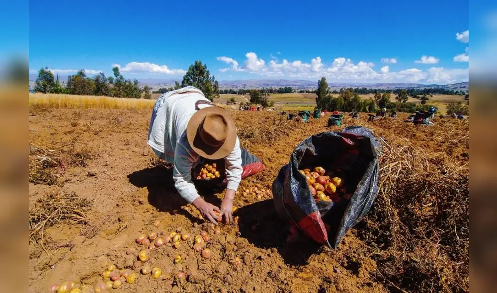 El Reactiva Agrícola ayudará a los campesinos a no perder su sus terrenos a causa de las deudas. Foto: Andina El Reactiva Agrícola ayudará a los campesinos a no perder su sus terrenos a causa de las deudas. Foto: Andina