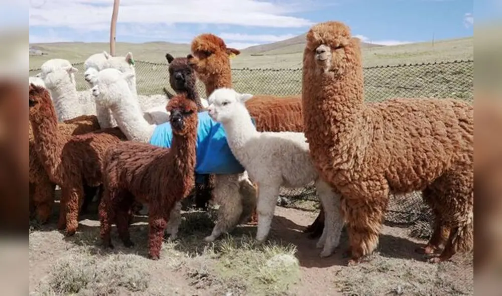 Pequeños ganaderos demandan medidas urgentes al Ejecutivo para hacer frente a esta crisis. Foto: Andina