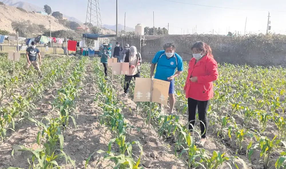 Sector en rojo. La actividad agropecuaria cayó más de 8% en setiembre. Foto: difusión