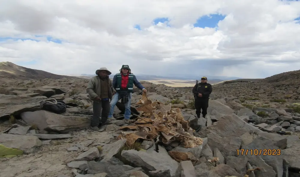 Los cazadores furtivos vienen matan a las vicuñas cuando estan vivas. Las desollan. Foto: La República