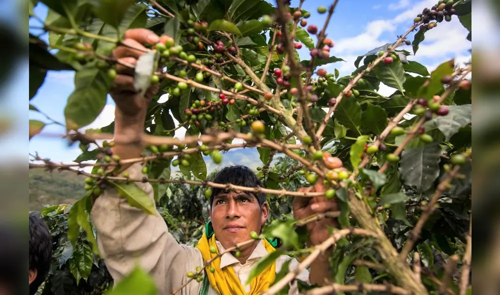 Roya amarilla afecta a los terrenos cafetaleros. JNC cuestiona labor del Midagri para salir del fango. Foto: Cámara del Café - Cacao